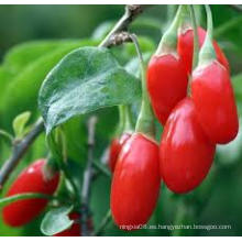 Fruta nativa Bayas de Goji de frutas